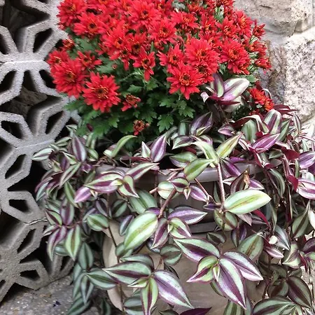 Maison d'hôtes Tencarola B & B Tencarola